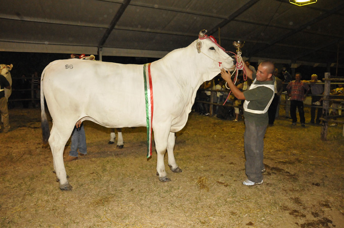 7ª Mostra Regionale - La California 2011