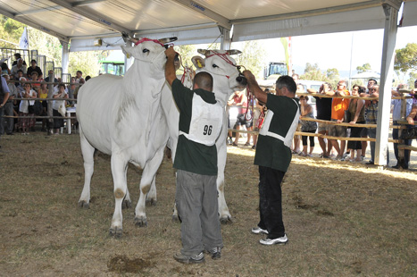 7ª Mostra Regionale - La California 2011