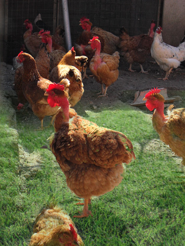 le nostre galline
