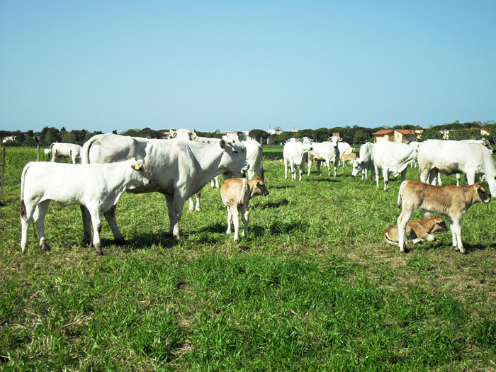 le chianine al pascolo