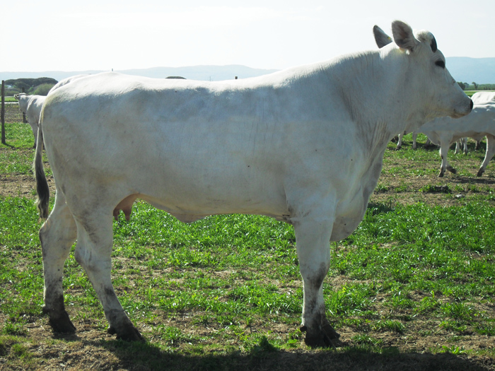 un bellissimo esmplare di chianina al pascolo