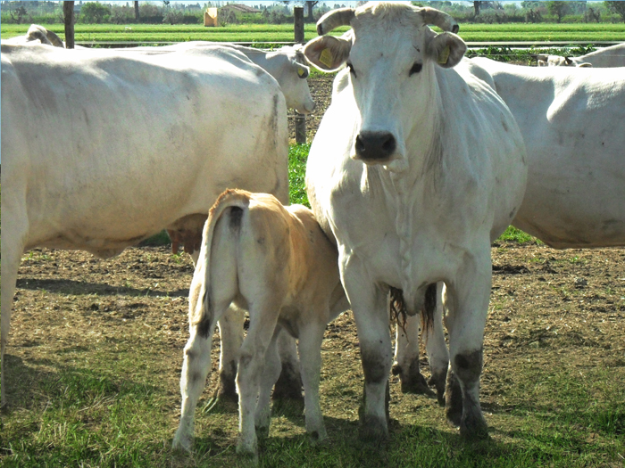 un vitellino mentre cerca il latte della mamma