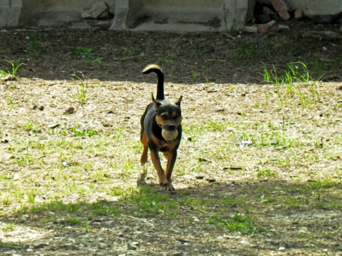 Rocky