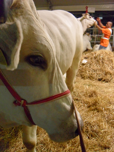 Esemplare di Chianina in gara alla 6� Mostra Regionale - La California 2010