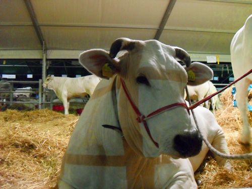 Esemplare di Chianina in gara alla 6� Mostra Regionale - La California 2010