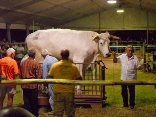 Esemplare di Chianina durante il concorso pubblico 'Indovina il peso'