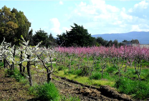 Il frutteto nel marzo 2010