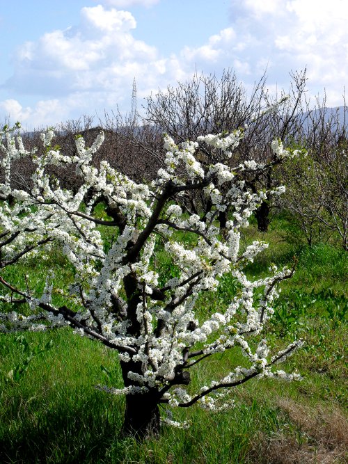 Frutteto 2010