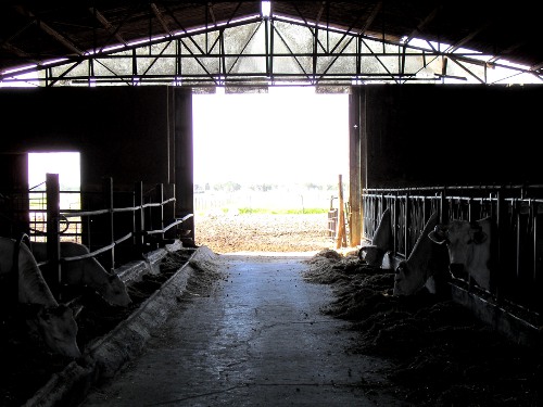 Interno della stalla