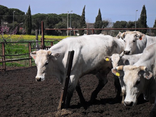 Gruppo di chianine
