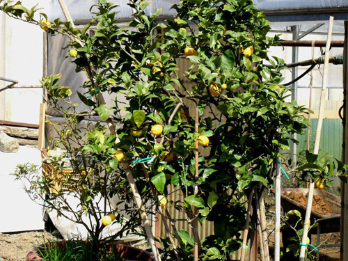 Albero di limoni