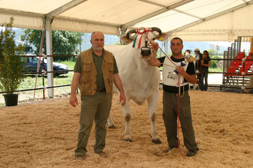 Premiazione mostra nazionale della chianina tenutasi a Braccagni (Grosseto) nel 2007
