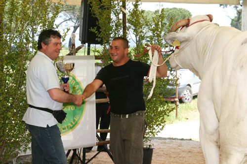 Premiazione mostra nazionale della chianina tenutasi a Braccagni (Grosseto) nel 2007