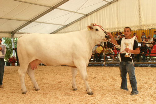 Premiazione mostra nazionale della chianina tenutasi a Braccagni (Grosseto) nel 2007