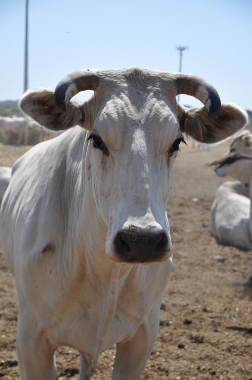 Esemplare di chianina