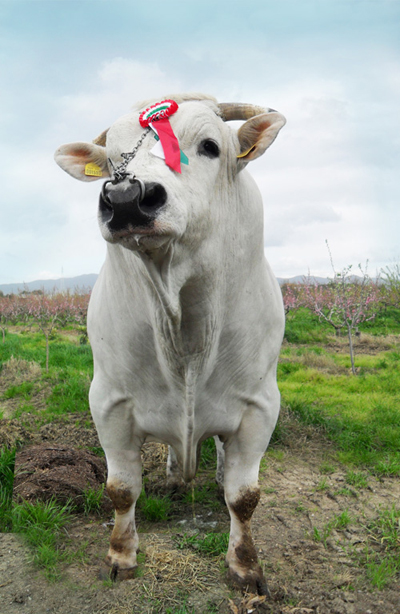 Quinto, il toro pluripremiato nato in azienda