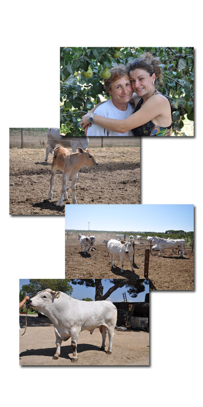 collage di foto con tema l'azienda Mecherini. Foto Falorni